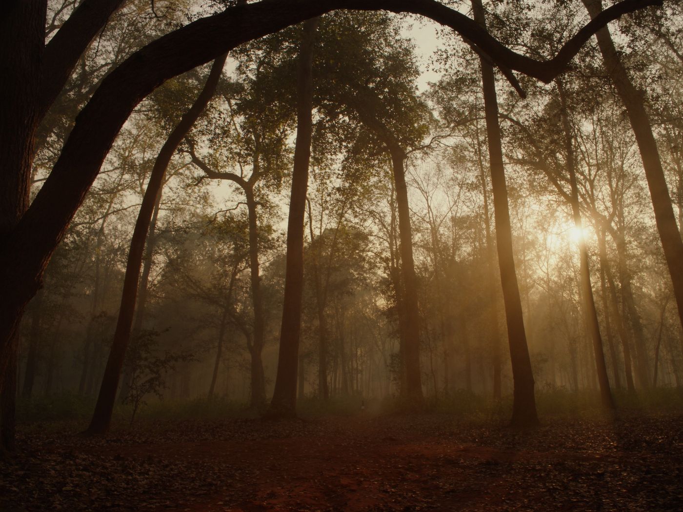 Sal forests at dawn · Bastar